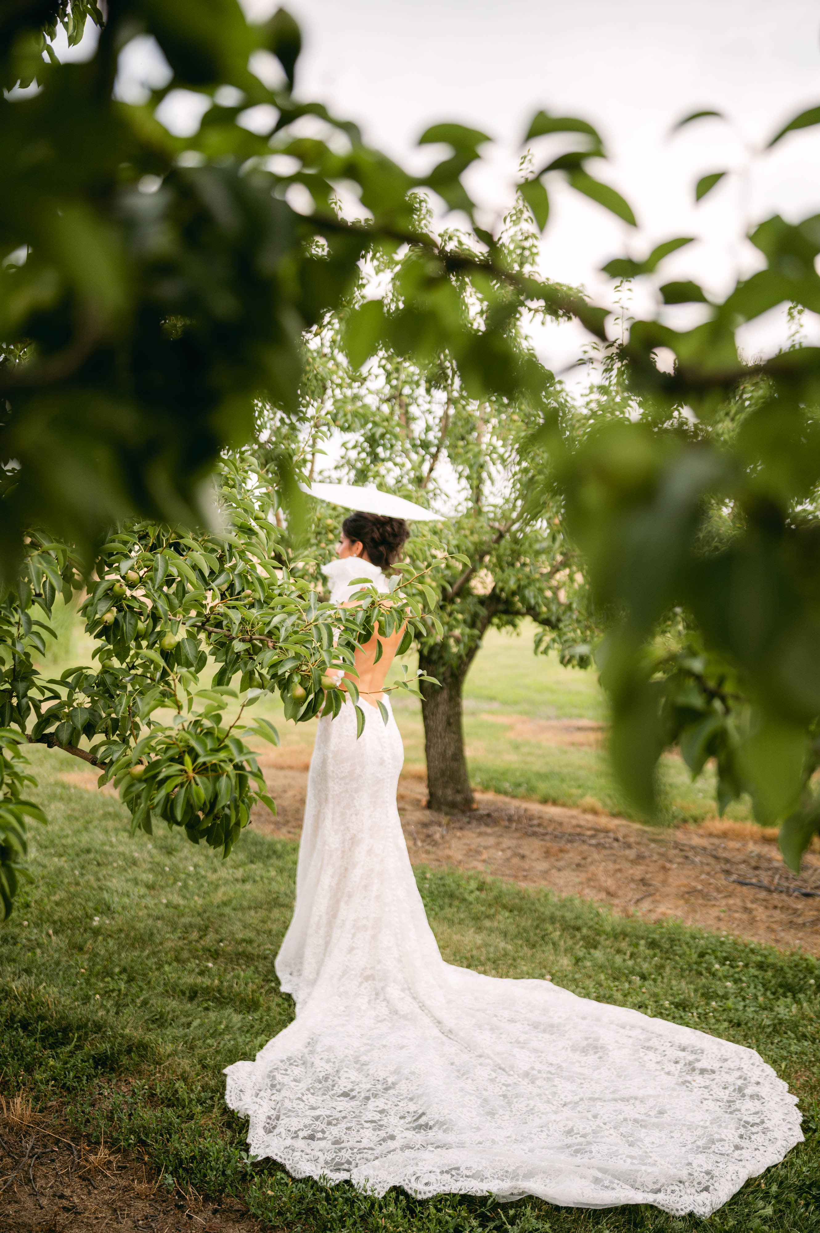 Bride in a lace gown holding a parasol on the estate grounds framed by orchard leaves
