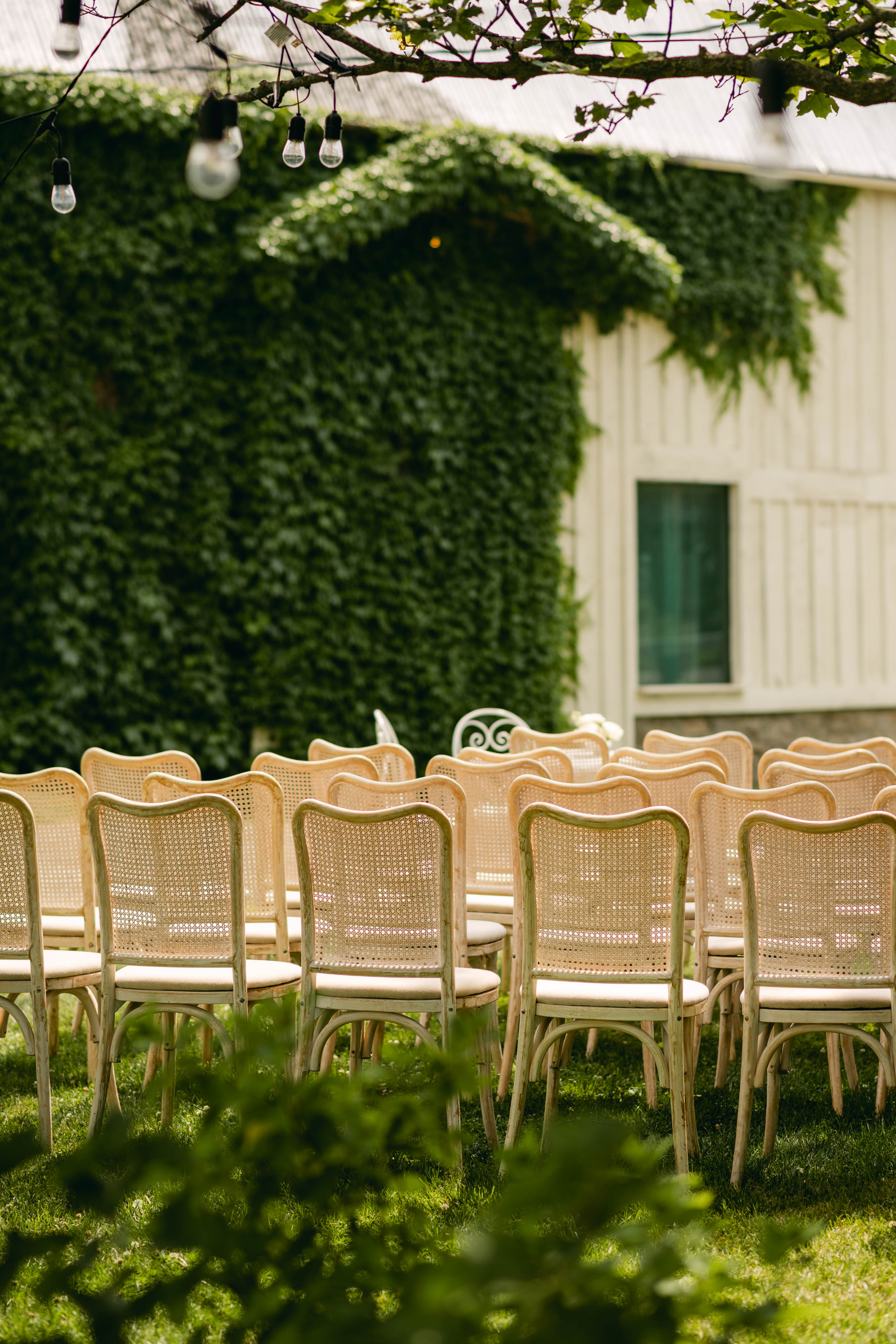 Cane ceremony chairs facing the ivy-covered 1881 barn with string lights above
