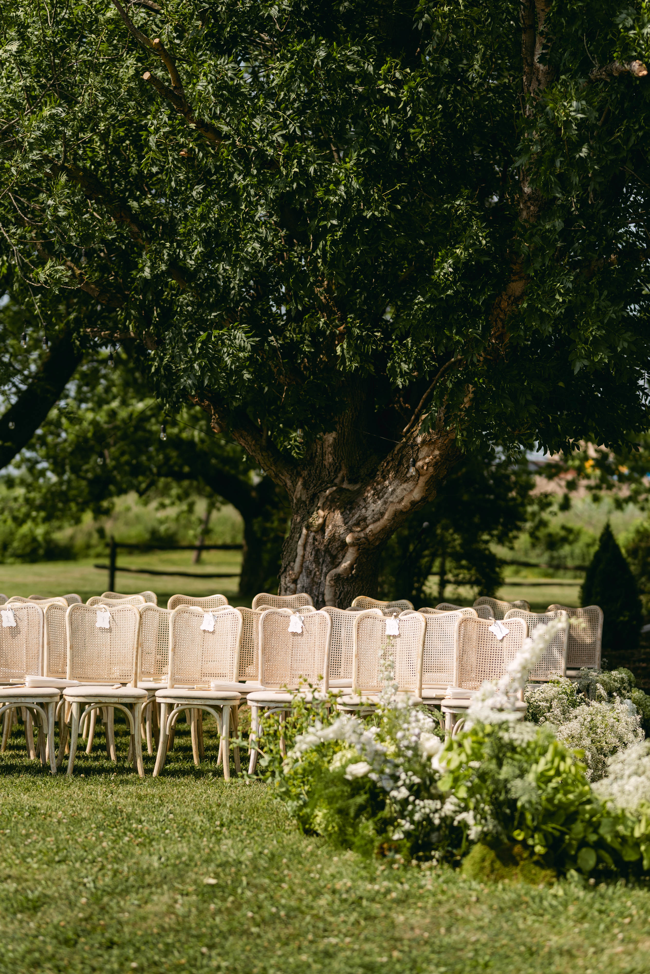 Cane ceremony chairs arranged beneath a grand tree at Sorella 1881 with white floral arrangements at the aisle