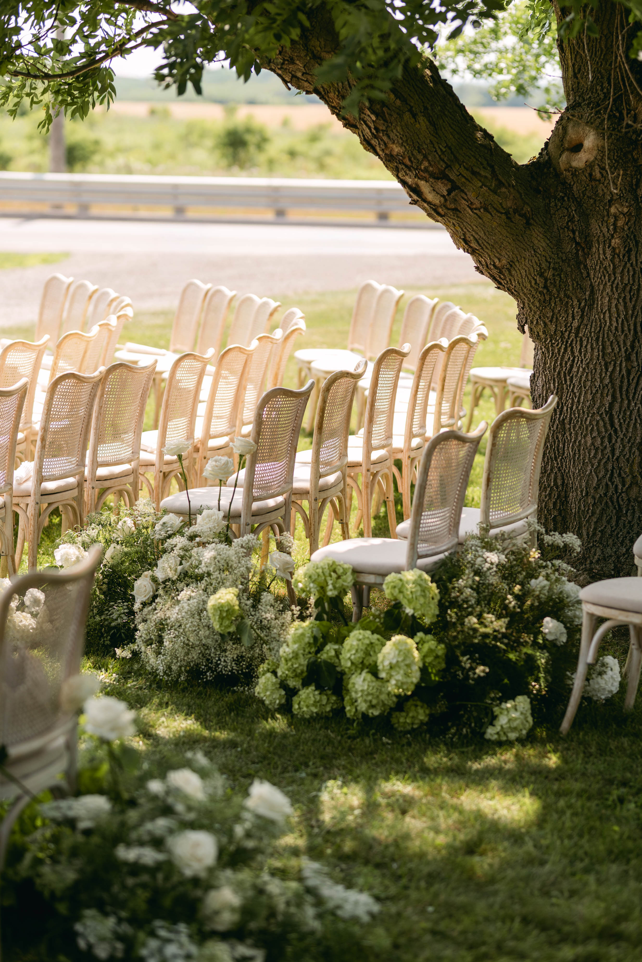 Cane ceremony chairs lined with white hydrangeas and greenery beneath a mature tree at Sorella 1881
